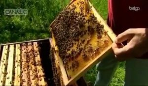 Les abeilles noires en voie d'extinction