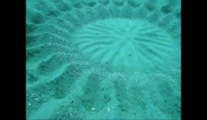 Fish Create Sand Art On Ocean Floor
