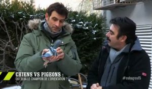 EM21 Chien VS Pigeon : qui sera le champion de l’orientation ?