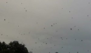 Araignées tombent du ciel