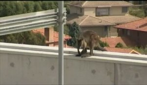 Un wallaby en promenade sur le rebord d'un toit en Australie