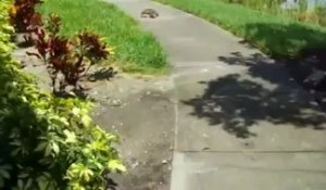 La tortue la plus rapide au monde !