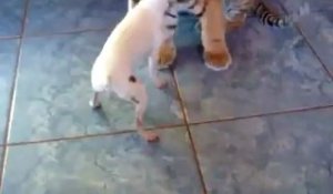 Bébé tigre attaqué par un chien
