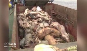 Des porcs morts repêchés par milliers dans le fleuve de Shangaï