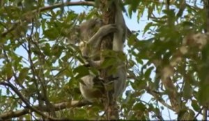 L'Australie veut sauver ses koalas victimes de l'urbanisation