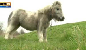 L'abandon des chevaux, signe de la crise en Grande-Bretagne - 07/04