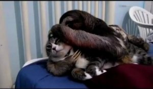 Paresseux fait des câlins à un chat