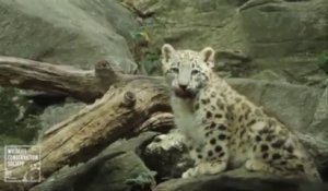 Un bébé léopard fait ses premiers pas dans le Bronx... au Zoo!!!