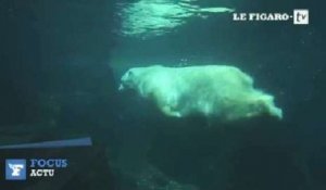 L'ours polaire vedette du zoo de Central Park est mort