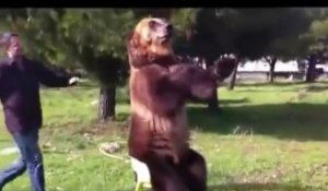 Un ours bien dressé qui joue de la trompette et range la table !