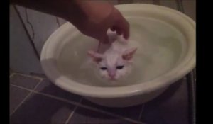 Ce chat aime l'eau