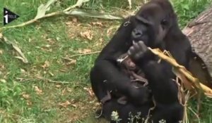 Pays-Bas : une mère gorille met au monde des jumeaux