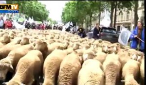 Paris: des milliers d'éleveurs défilent avec leurs bêtes - 23/06