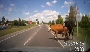 Voiture percute une vache
