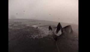 Des plongeurs presque avalés par des baleines