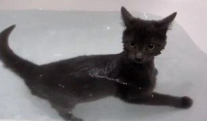 Un chat nage dans une baignoire
