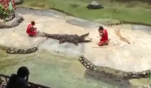 Ne jamais mettre sa tête dans un alligator