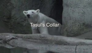 Camera On Polar Bear Collar Offers Bear Point Of View.