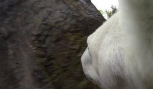 Une GoPro fixée sur un Ours Polaire... Enorme!