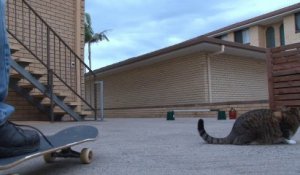 Un chat fait un hippy jump en skateboard