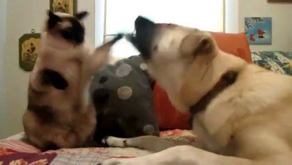 Chats Contre Chiens Compilation De Petites Bagarres Et Calins Entre Les 2 Pires Ennemis Sur Orange Videos