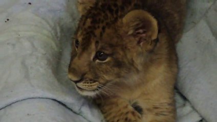 Un Lionceau Pousse Ses Premiers Rugissements Trop Mignon Le Petit Bebe Animal Sur Orange Videos