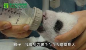 Le Bebe Panda Qui Eternue Un Classique De La Video Mignonne D Animaux Mais C Est Tellement Bon Sur Orange Videos