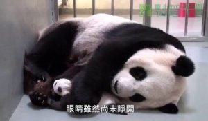 Le Bebe Panda Qui Eternue Un Classique De La Video Mignonne D Animaux Mais C Est Tellement Bon Sur Orange Videos