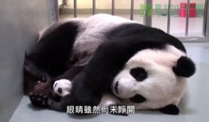 Quand une maman panda géant câline son bébé...