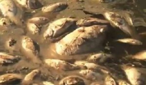 Brésil : dix tonnes de poissons morts dans un lac à Rio