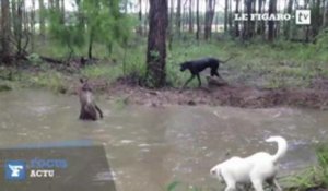 Australie : un kangourou tente de noyer un chien