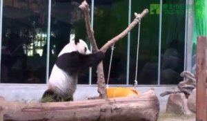 Le papa du Panda Tuan Tuan Do est aussi au Zoo de TAIPEI...