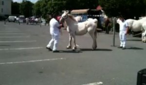 Saint-Pol : concours de chevaux boulonnais