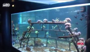 Le corail à Nausicaa