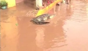 Des crocodiles dans les rues d'Acapulco