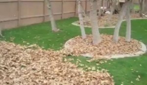 Un chien s'amuse dans les feuilles mortes