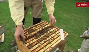 L'apiculture urbaine, ou comment faire du miel en ville