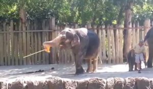 Cet Elephant se fait sa toilette au balai... Tout seul!