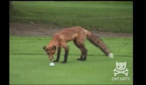 Ce Photographe Va Avoir La Visite D Un Renard Arctique Adorable Et Pas Timide Sur Orange Videos