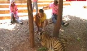 Thaïlande. Au Tiger Temple, on peut caresser les félins