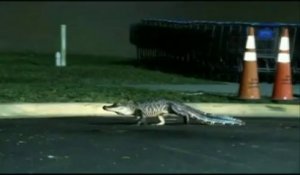 Floride : un alligator "se balade" devant un supermarché