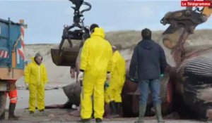 Plomeur (29). Comment évacue-t-on une baleine d'une plage ?