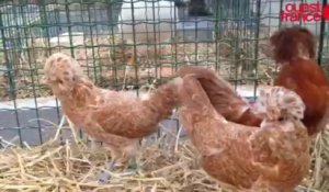 Des milliers de volailles à Challans - Expo d'aviculture