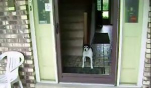 Le chien complètement idiot qui veut ouvrir une porte ouverte! FAIL!!!