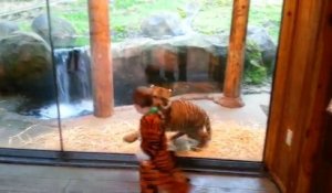 Un bébé tigre joue avec un enfant déguisé en tigre. Trop mignon!