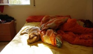 Un chat se fait dorer au soleil sur le lit