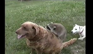 Un Chien et un Raton Laveur meilleurs amis. Enorme!