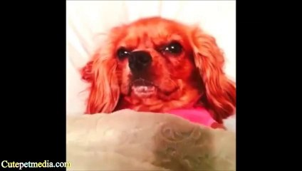 Des Chats Dans Des Positions Bizarres Compilation D Animaux Mignons Sur Orange Videos