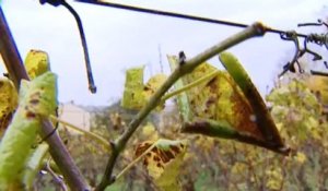 Côte-d’Or : un viticulteur refuse de traiter ses vignes avec des insecticides.