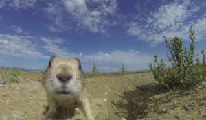 Des chiens de prairies découvrent une caméra